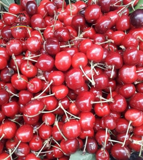 CIREȘE VAN 1 kG
