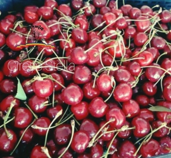 CIREȘE STELLA  1 kg