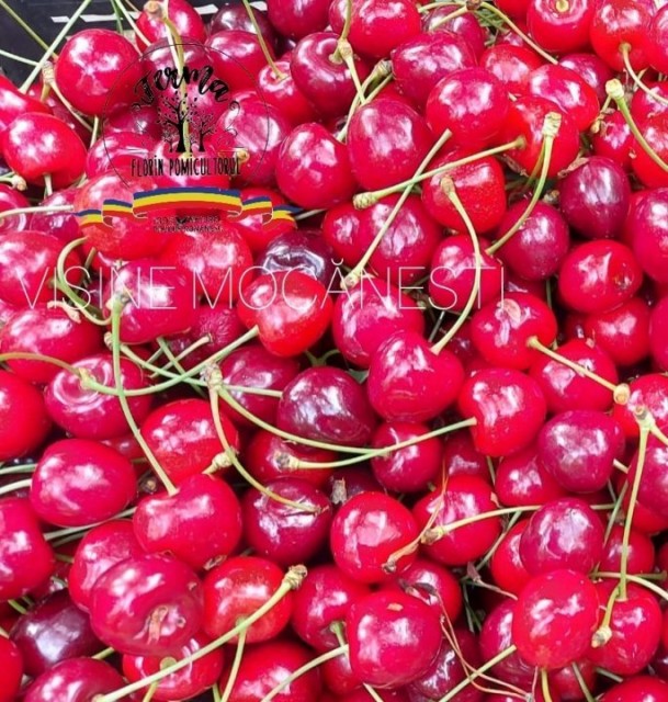 VIȘINE MOCĂNEȘTI 1 KG