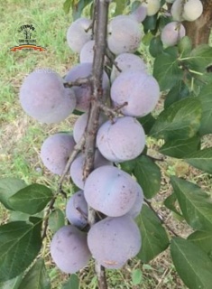 PRUNE RENCLOD 1 KG