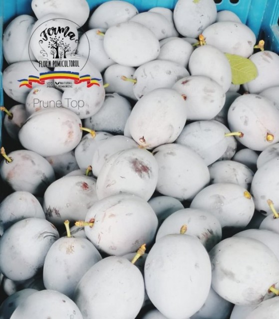 PRUNE TOP HIT 1 KG