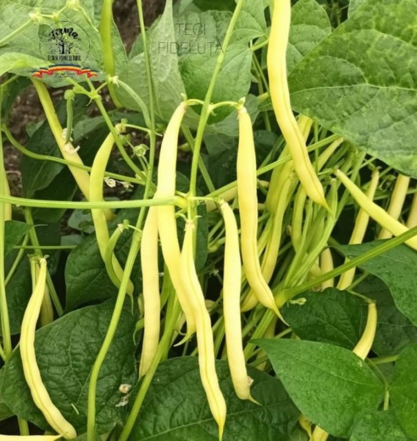FASOLE VERDE (TECI)  FIDELUȚĂ / LATĂ 1 KG