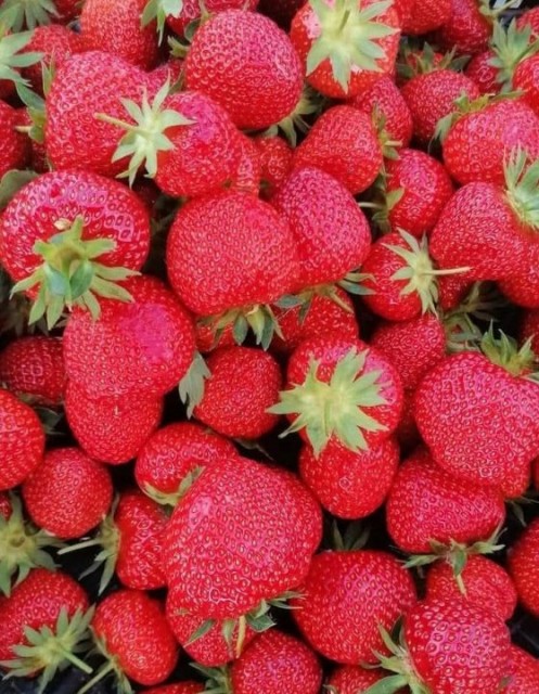 CĂPȘUNE PREMIAL 1 KG