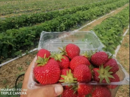 STOLONI CĂPȘUNI PREMIAL - LA FIR_1