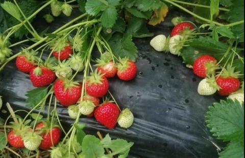 STOLONI CĂPȘUNI PREMIAL - LA FIR_3