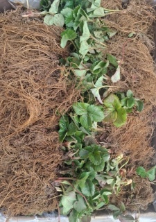 STOLONI CĂPȘUNI PREMIAL - LA FIR_2