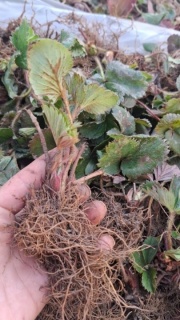 STOLONI CĂPȘUNI PREMIAL - LA FIR_6