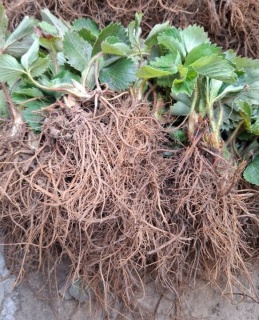 STOLONI CĂPȘUNI PREMIAL - LA FIR