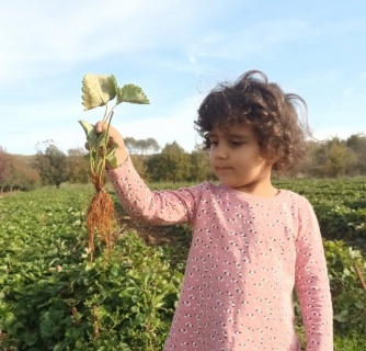 STOLONI CĂPȘUNI PREMIAL - LA FIR_4