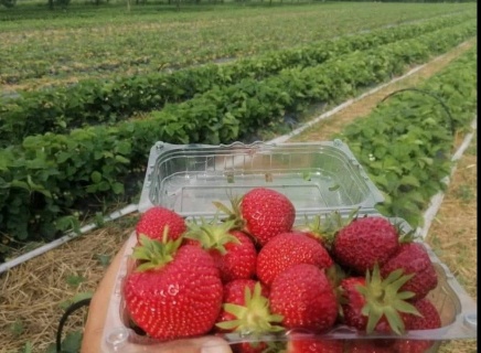 STOLONI DE CĂPȘUNI SOIUL PREMIAL - &Icirc;N&nbsp;ALVEOLE_1