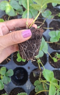 STOLONI DE CĂPȘUNI SOIUL PREMIAL - &Icirc;N&nbsp;ALVEOLE