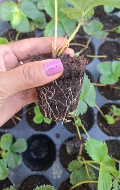 STOLONI DE CĂPȘUNI SOIUL PREMIAL - &Icirc;N&nbsp;ALVEOLE