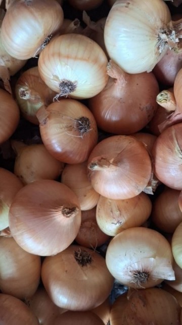 CEAPA GALBENĂ 25 KG